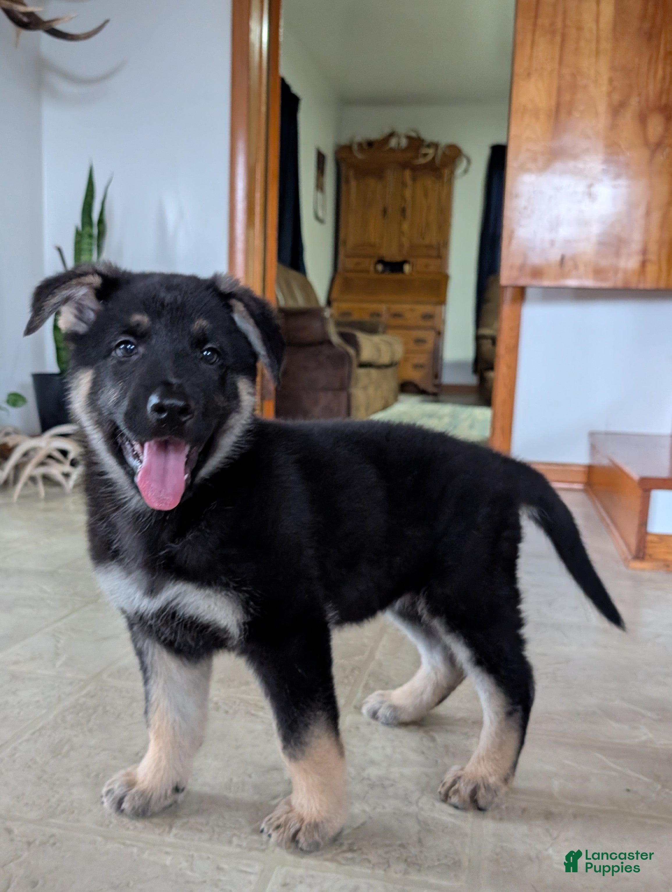 German Shepherd dogs Raina - Ad 2