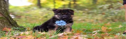 German Shepherd dogs for sale: Richard - Ad 3