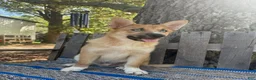 Pomsky dogs for sale: Charlie - Ad 3