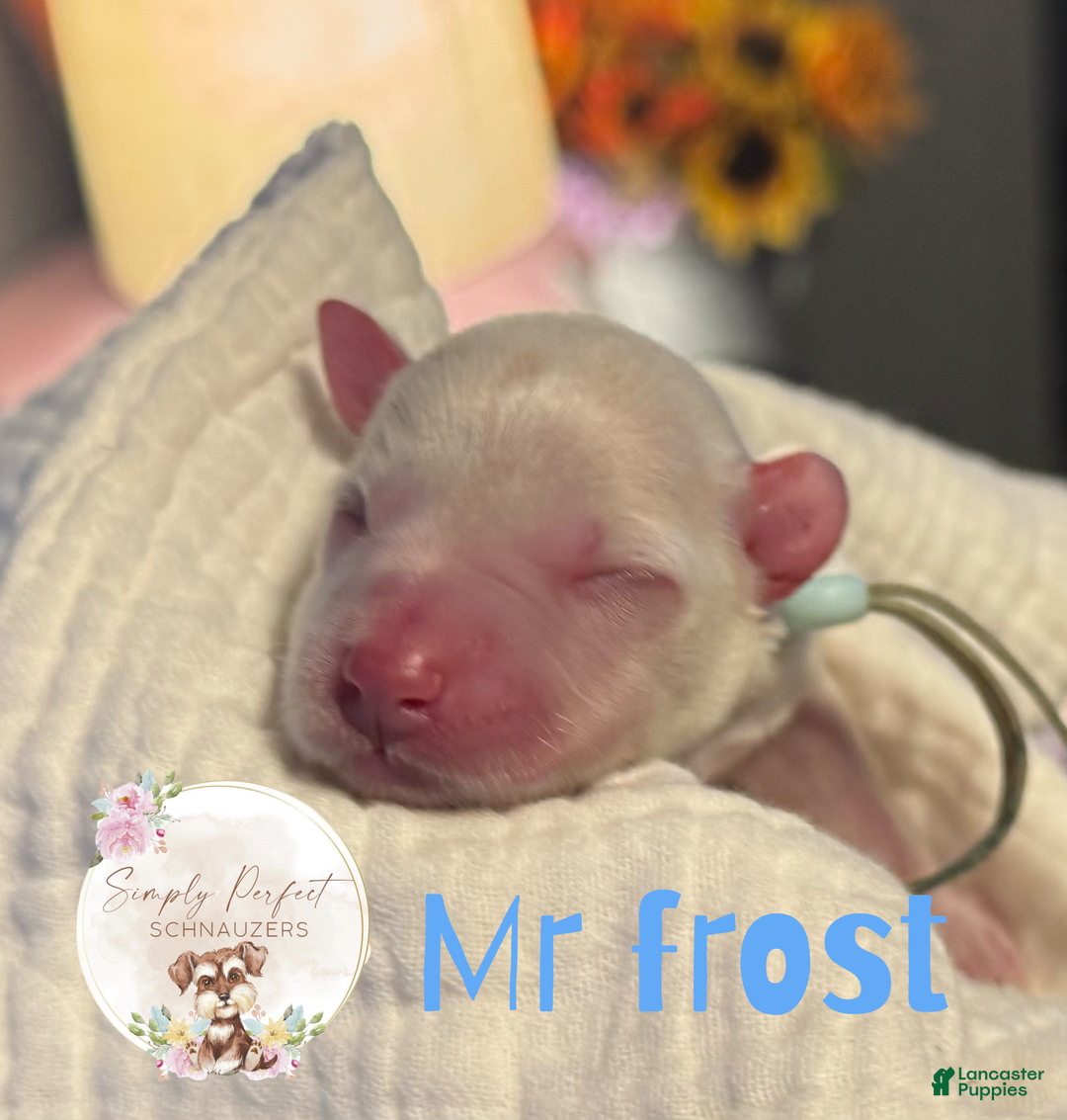 Miniature Schnauzer dogs for sale: Mr. Frost - Ad 1