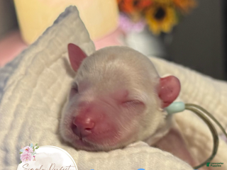 Miniature Schnauzer dogs Mr. Frost - Ad 1