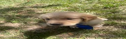 Golden Retriever dogs for sale: Golden Retriever 3 - Ad 21
