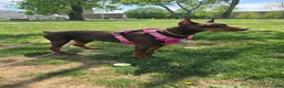 Doberman Pinscher dogs for sale: Doberman Pinscher 1 - Ad 2