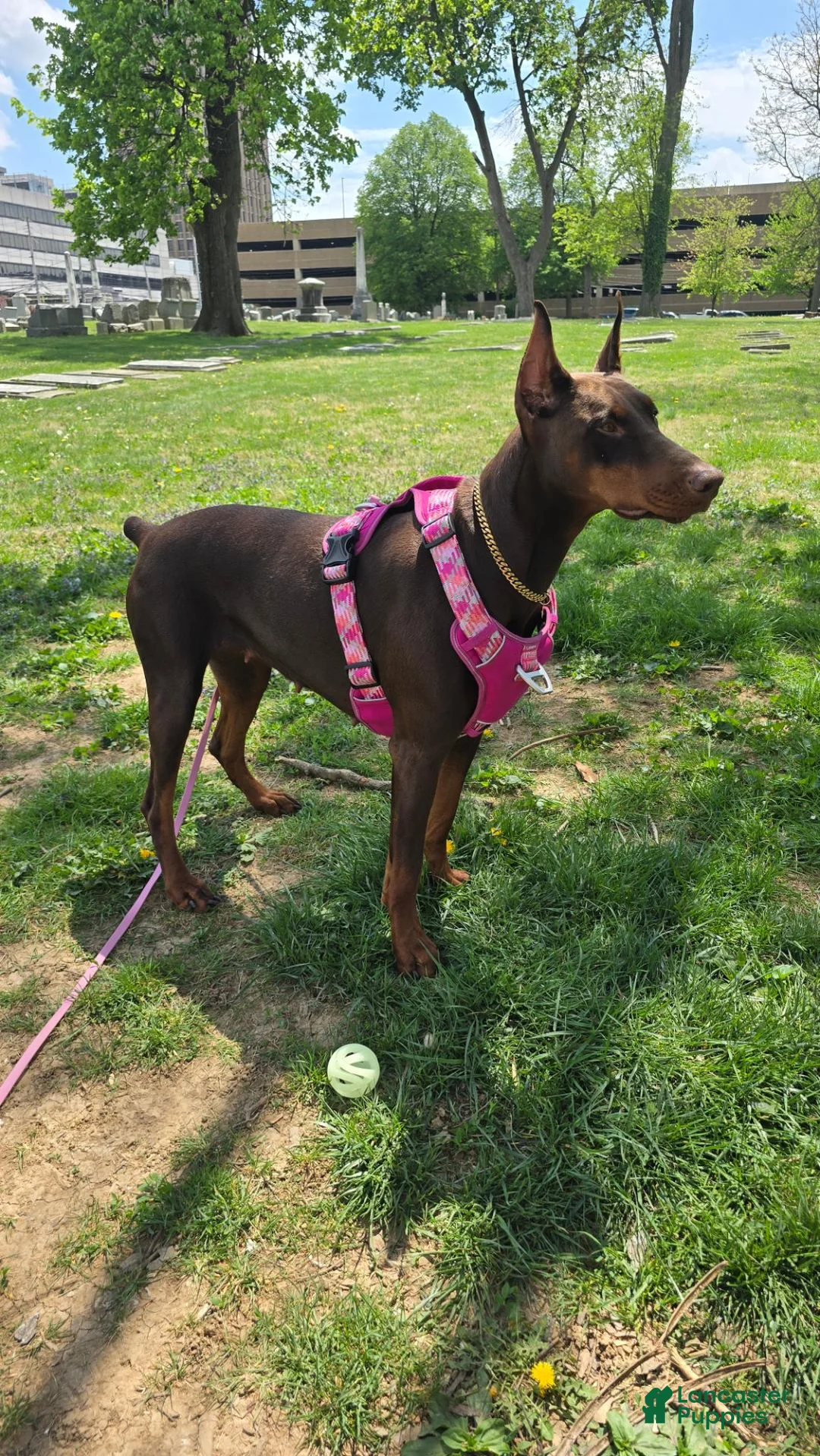 Doberman Pinscher dogs for sale: Doberman Pinscher 1 - Ad 2
