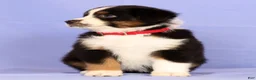 Miniature Australian Shepherd dogs for sale: Daisy - Ad 3