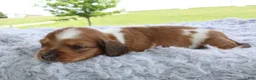 Miniature Dachshund dogs for sale: Miniature Dachshund 3 - Ad 4