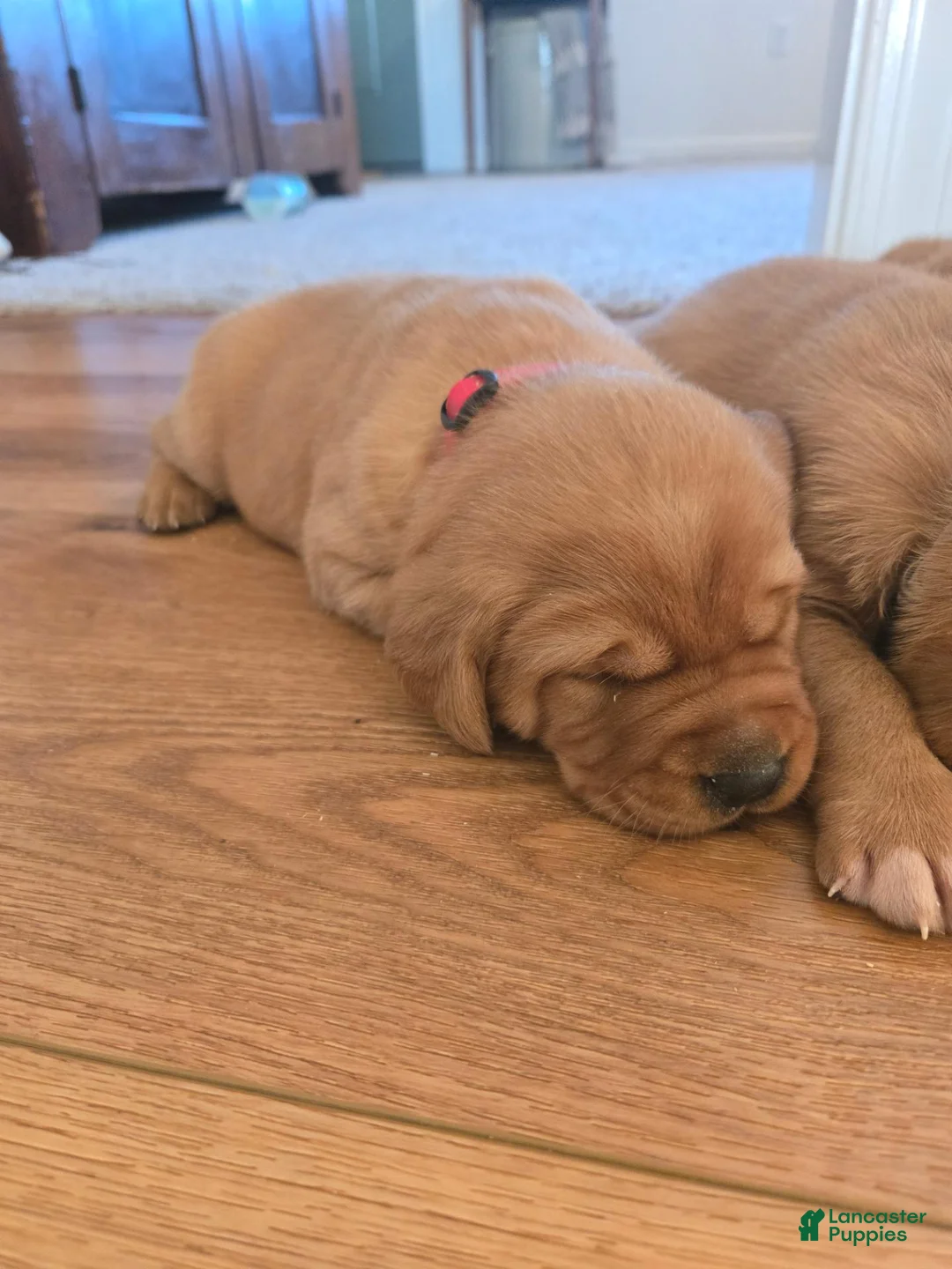 Labrador Retriever dogs for sale: Molly - Ad 2