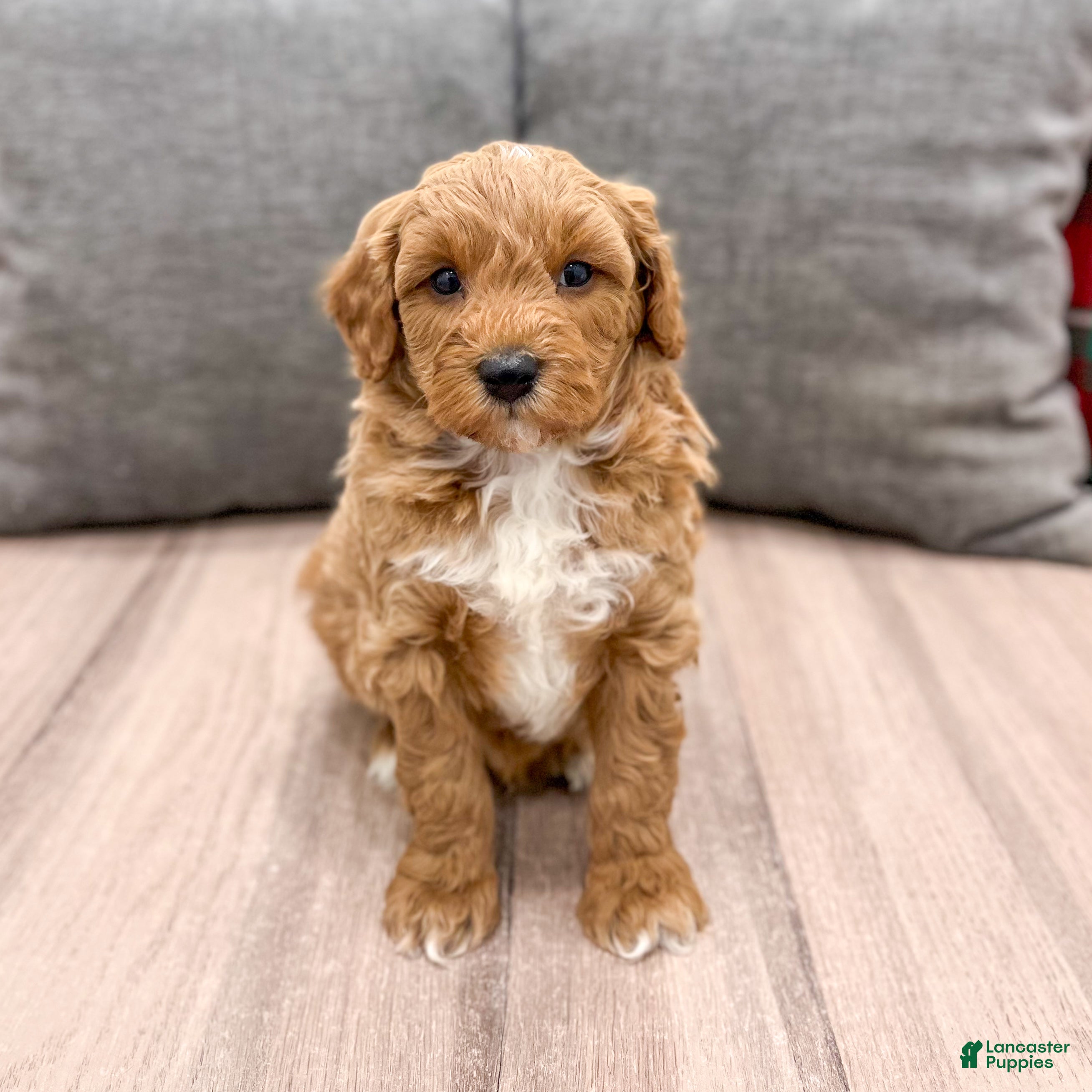 Mini Goldendoodle dogs Jordan - Ad 30