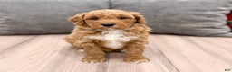 Mini Goldendoodle dogs for sale: Jordan - Ad 1