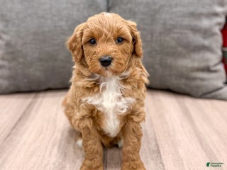 Mini Goldendoodle dogs Jordan - Ad 30