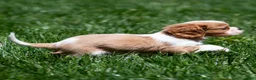 Cavalier King Charles Spaniel dogs for sale: Allen Cavalier King Charles Spaniel Puppy  - Ad 13