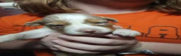 Australian Shepherd dogs for sale: 1 Chrissy - Ad 40