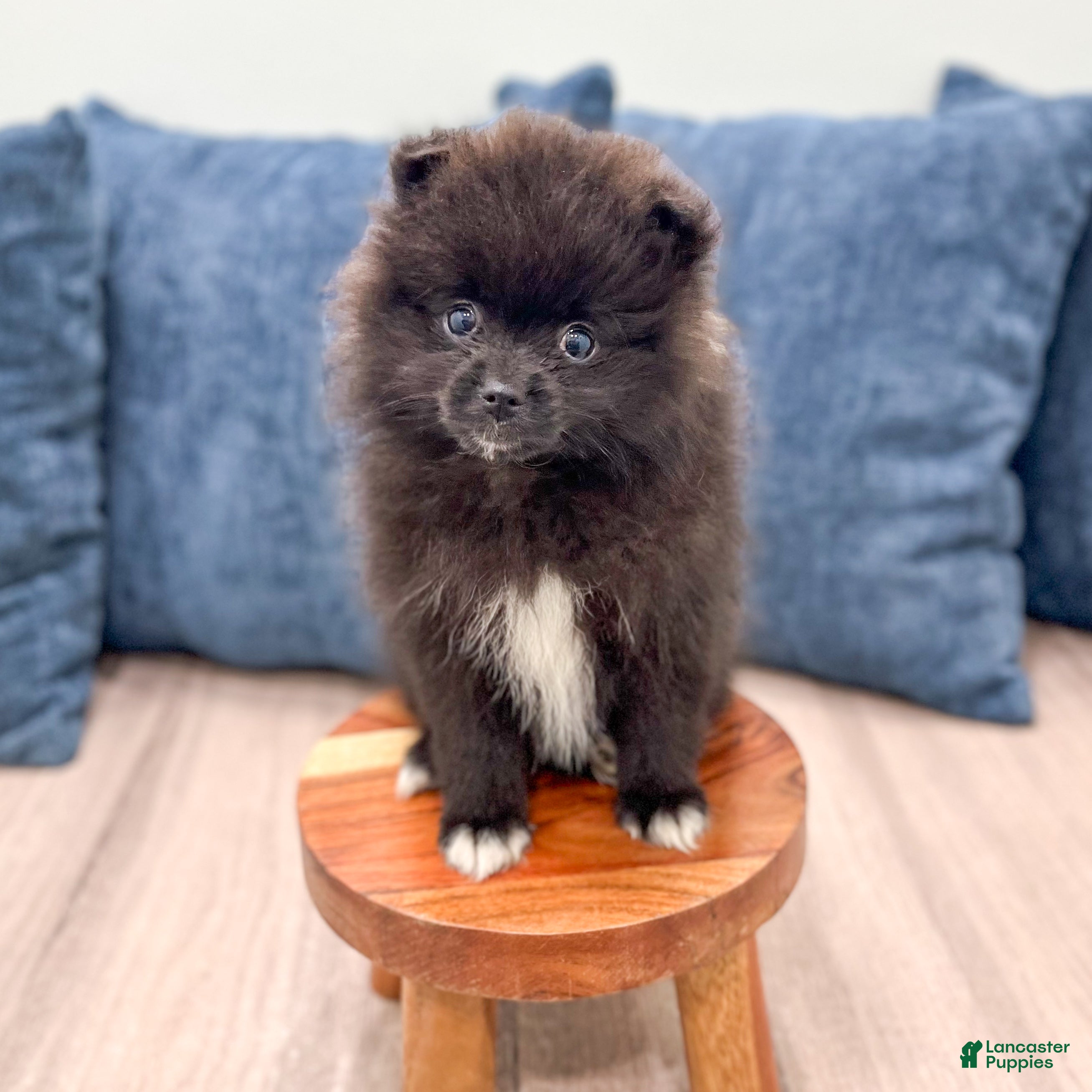 Pomeranian dogs Jade - Ad 2