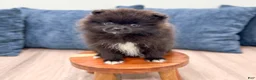Pomeranian dogs for sale: Jade - Ad 2