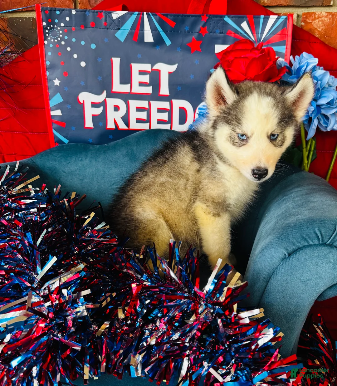 Siberian Husky dogs for sale: Sophie - Ad 2