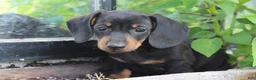 Miniature Dachshund dogs for sale: Charlie  - Ad 3