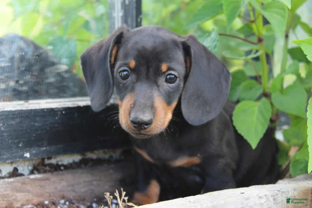 Miniature Dachshund dogs for sale: Charlie  - Ad 3