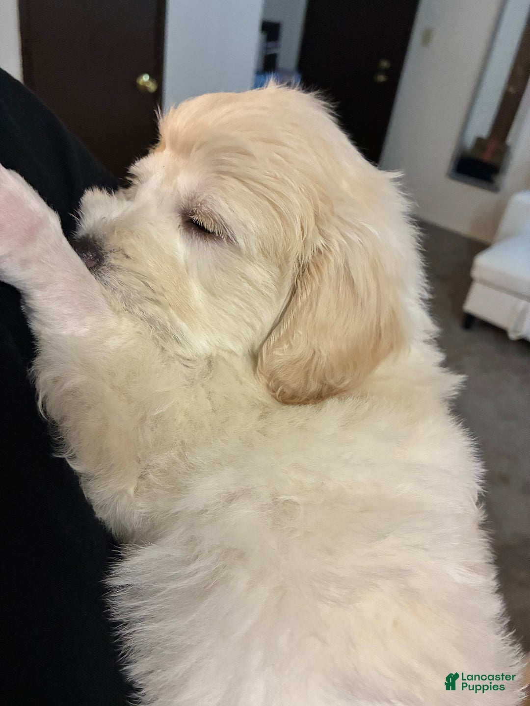 Maltipoo dogs for sale: Dolph - Ad 4