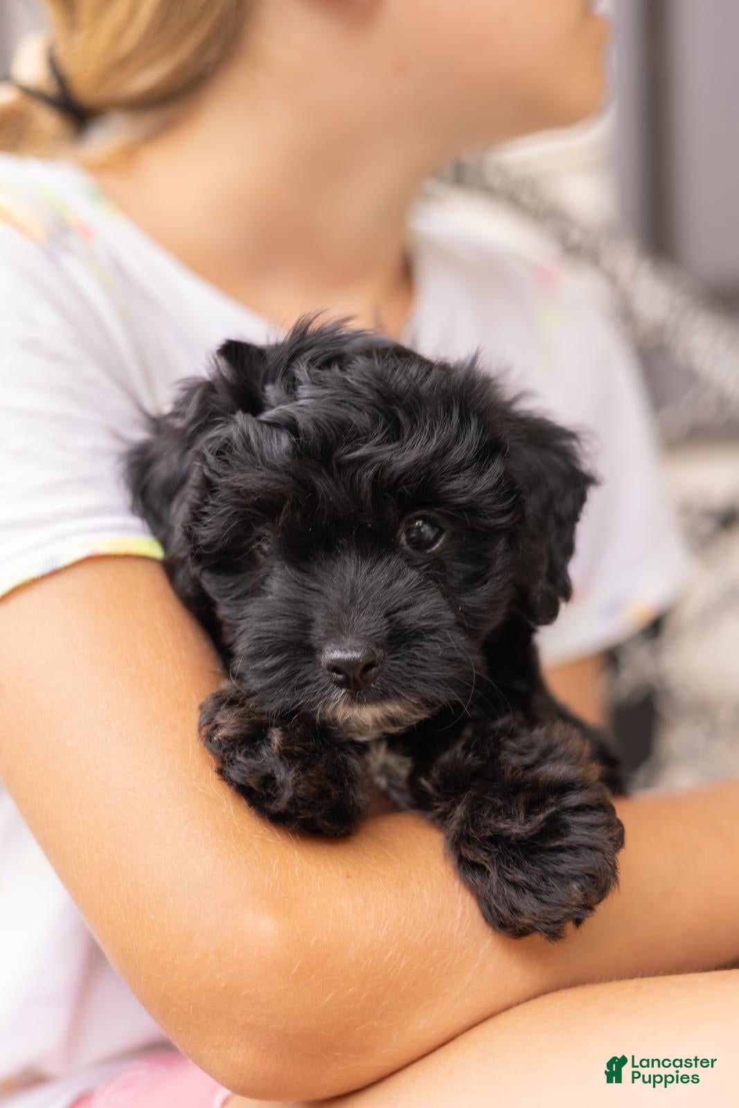 Yorkiepoo dogs Ava - Ad 1