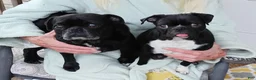 Pug dogs for sale: Pug Puppy 3 - Ad 2