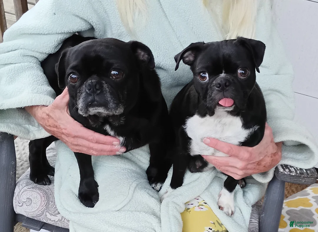 Pug dogs for sale: Pug Puppy 3 - Ad 2