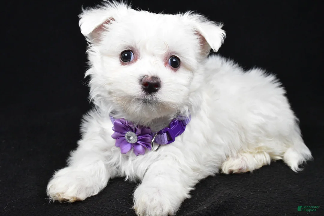 Maltese dogs for sale: Minty - Ad 2