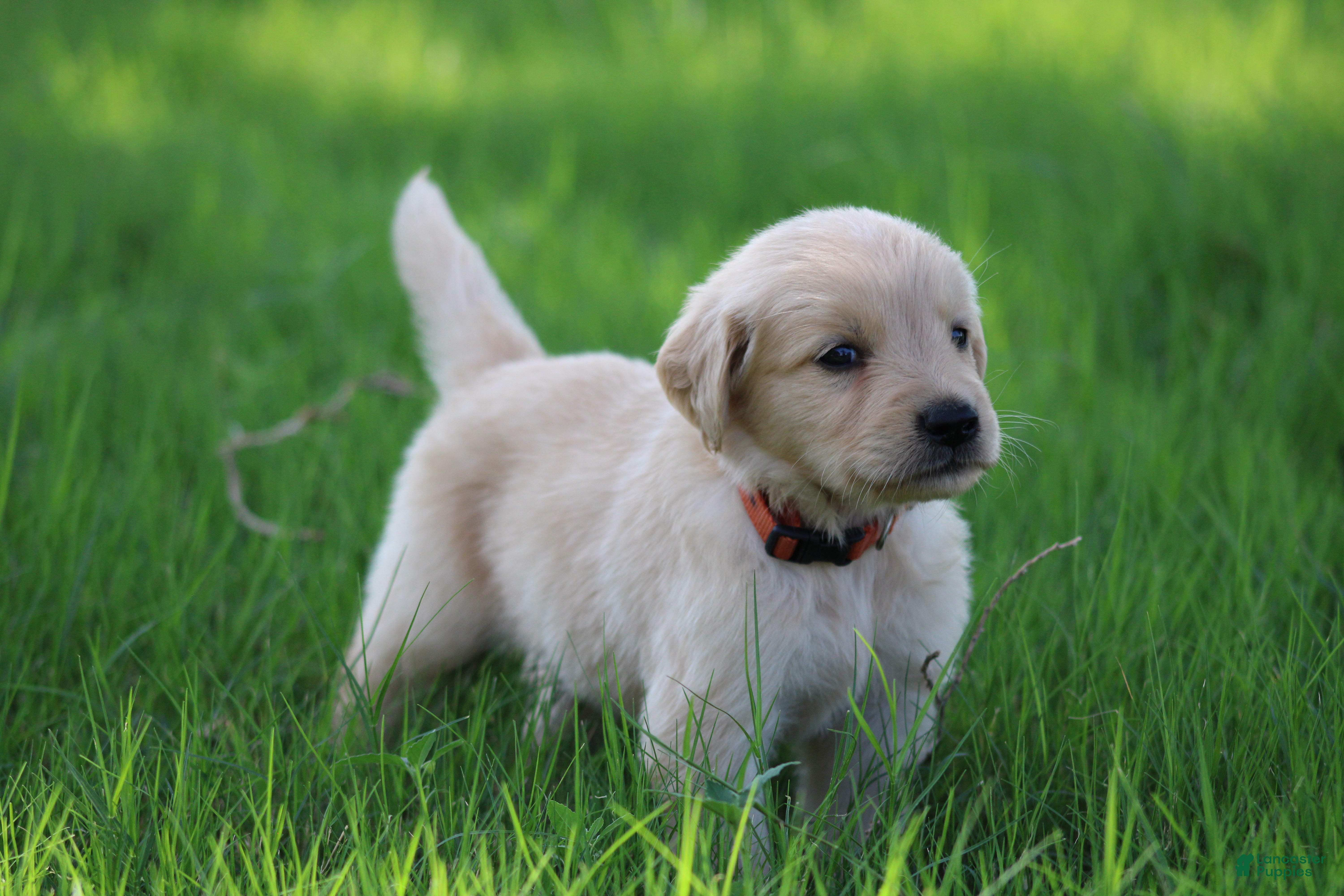 Golden Retriever dogs Archie - Ad 1