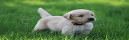 Golden Retriever dogs for sale: Archie - Ad 1