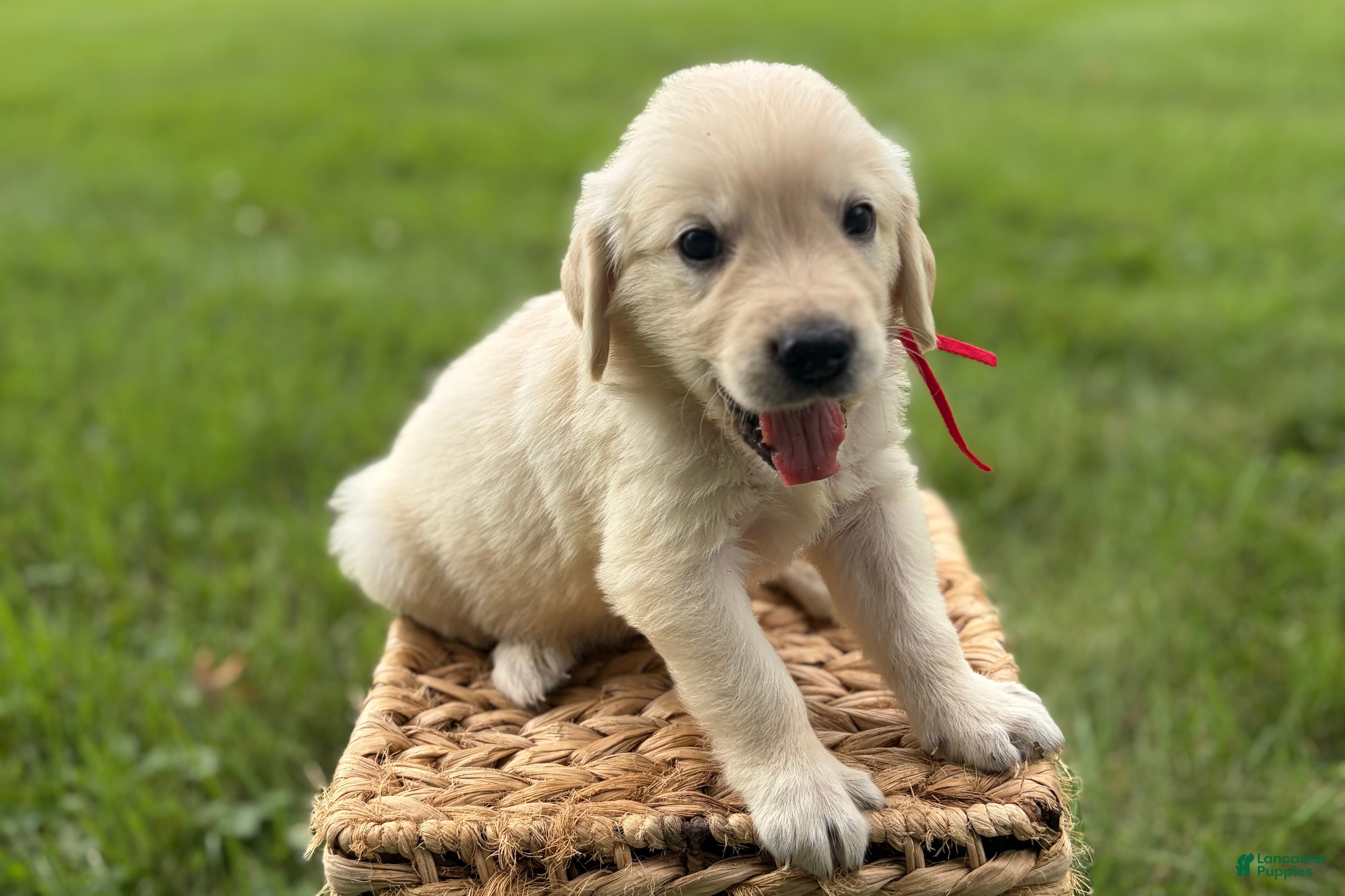 Golden Retriever dogs Red - Ad 2