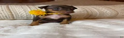 Miniature Pinscher dogs for sale: Little Boy 🩵 - Ad 7
