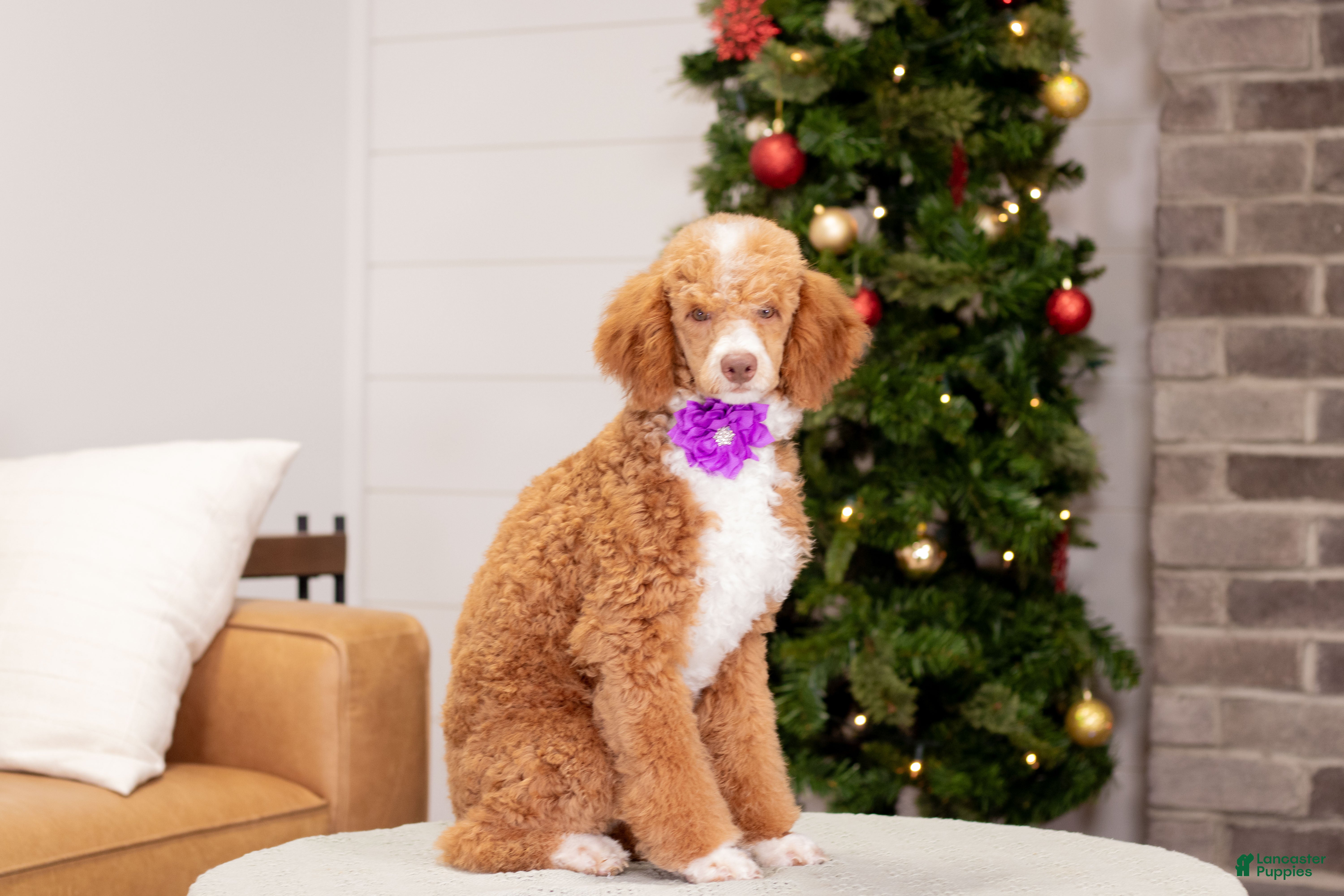 Toy Poodle dogs Wendy - Ad 14