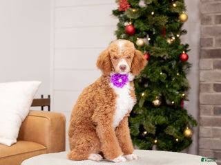 Toy Poodle dogs Wendy - Ad 30