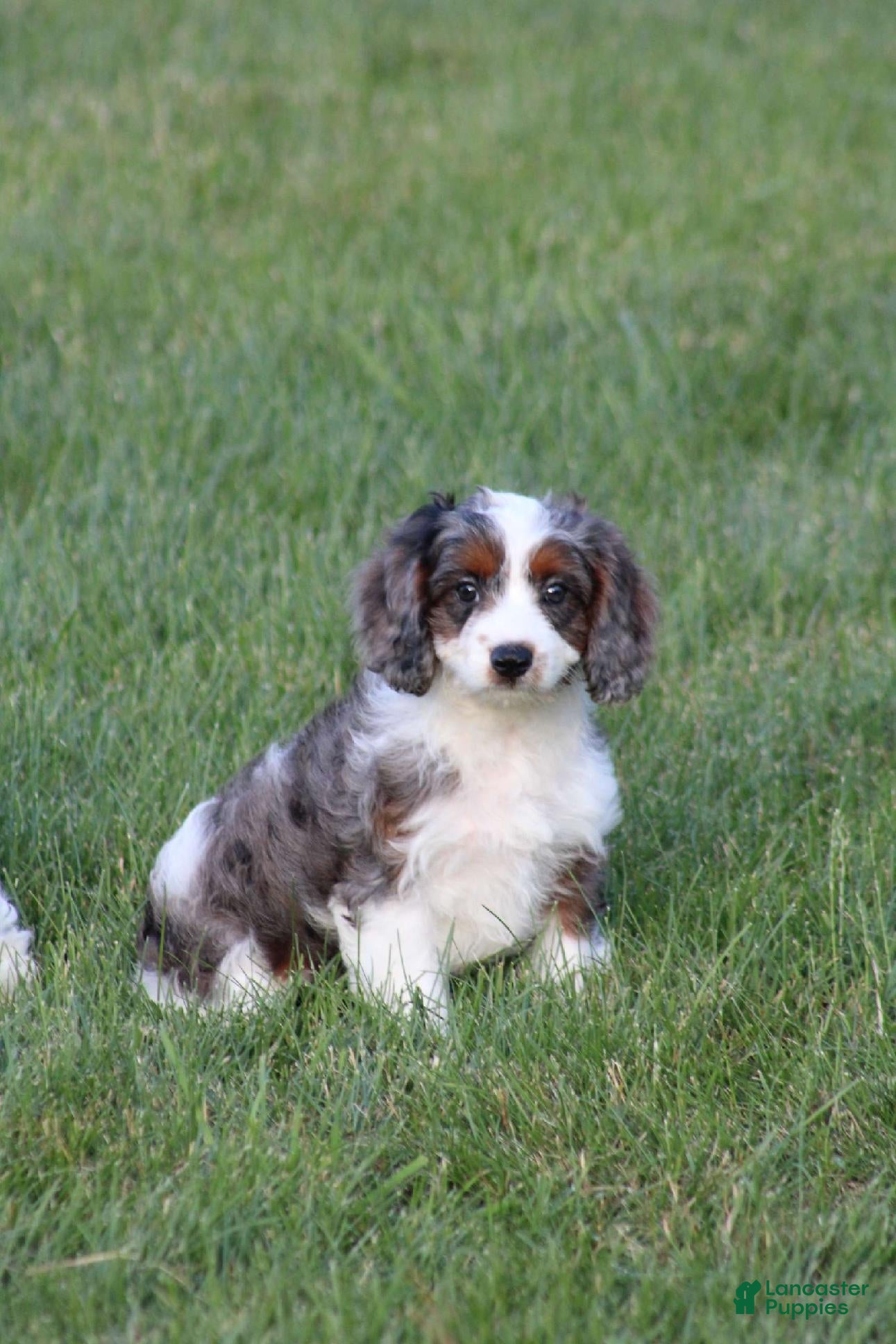 Cavapoo dogs Chloe - Ad 1