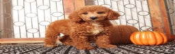 Mini Goldendoodle dogs for sale: Apple Female Mini Goldendoodle Puppy - Ad 3