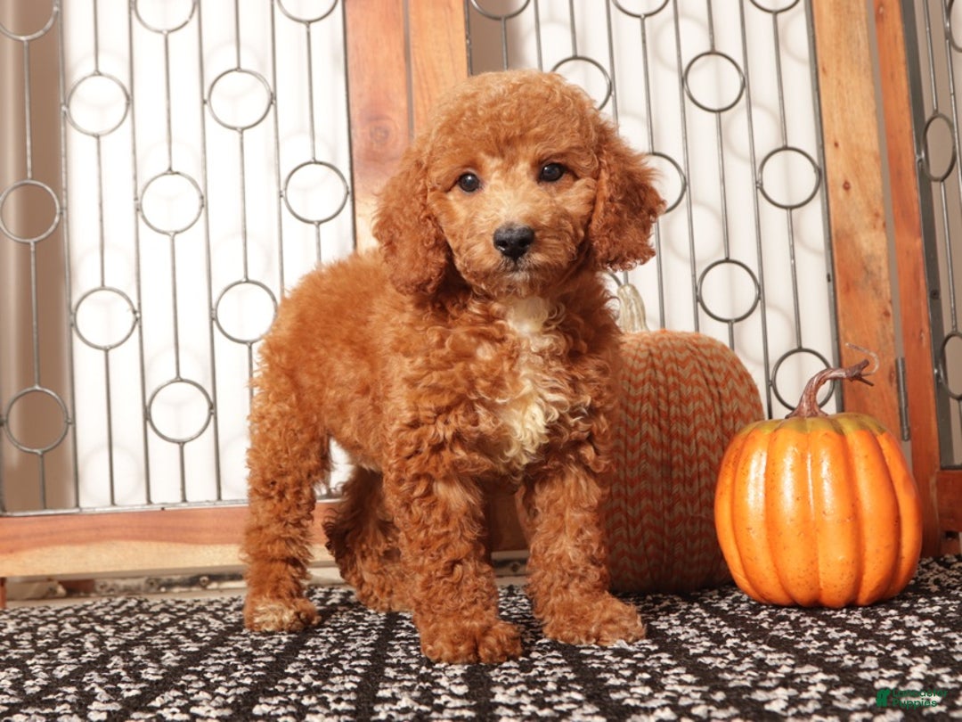 Mini Goldendoodle dogs for sale: Apple Female Mini Goldendoodle Puppy - Ad 3