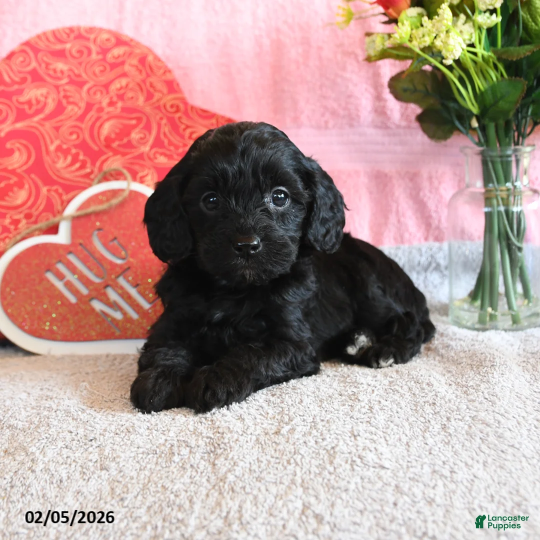 Mixed Breed dogs for sale: Snuggles   - Ad 2