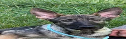 German Shepherd dogs for sale: Berkley - Ad 1
