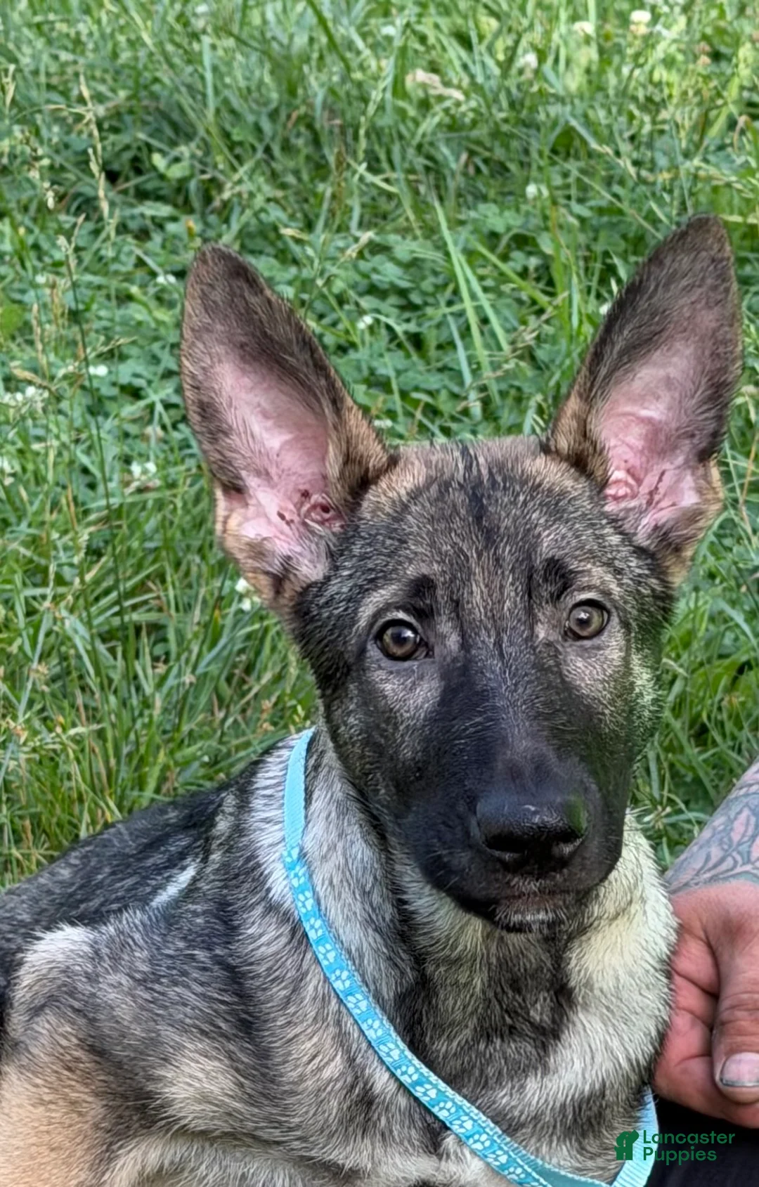 German Shepherd dogs for sale: Berkley - Ad 1