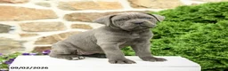 Cane Corso dogs for sale: Cora  - Ad 2