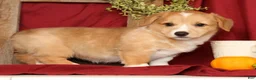 Welsh Corgi Pembroke dogs for sale: Tracy - Ad 4