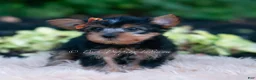 Yorkshire Terrier dogs for sale: Fizzlepop - Ad 3