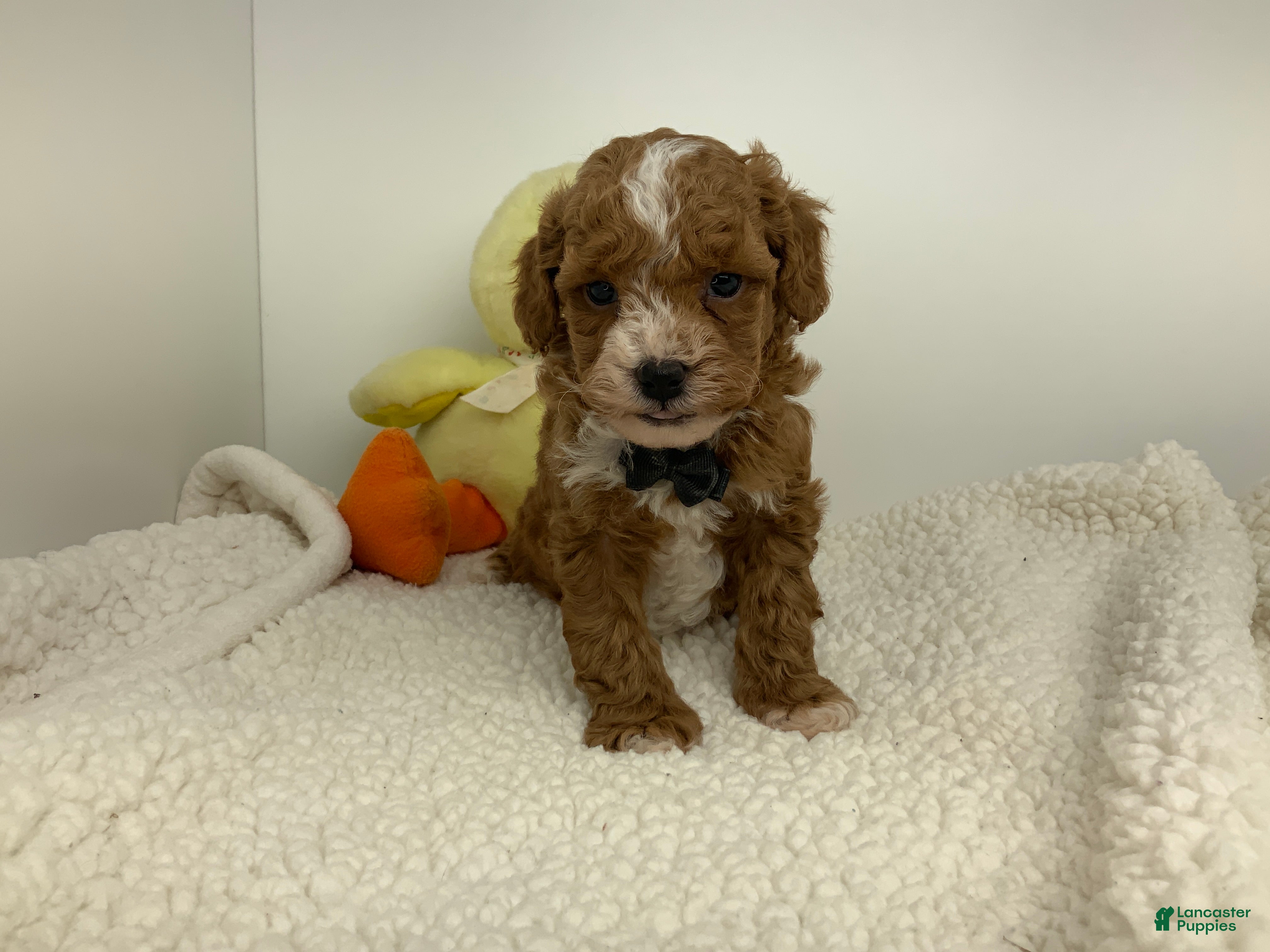 Toy Poodle dogs Jadon - Ad 2