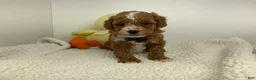 Toy Poodle dogs for sale: Jadon - Ad 2