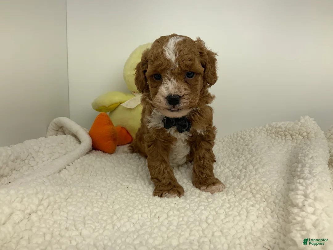Toy Poodle dogs for sale: Jadon - Ad 2