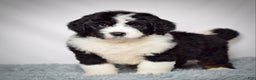 Bernedoodle dogs for sale: Mr. Monty - Ad 5