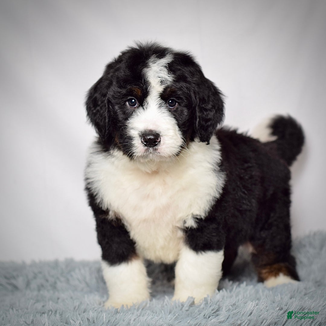 Bernedoodle dogs for sale: Mr. Monty - Ad 5