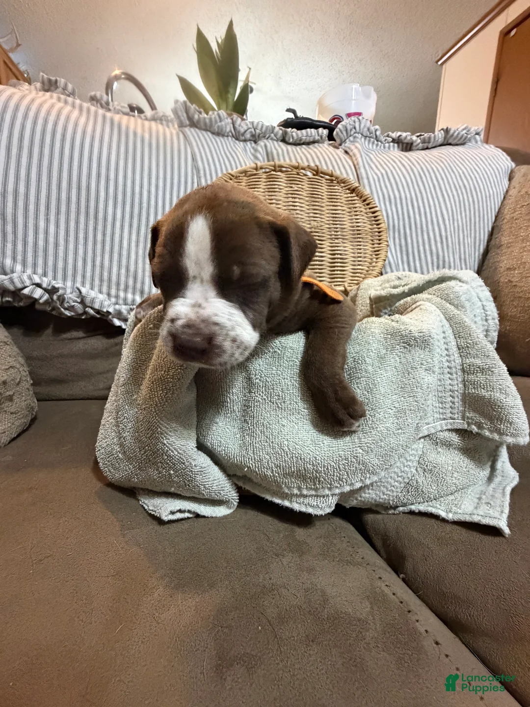 American Bully dogs for sale: American Bully 2 - Ad 2