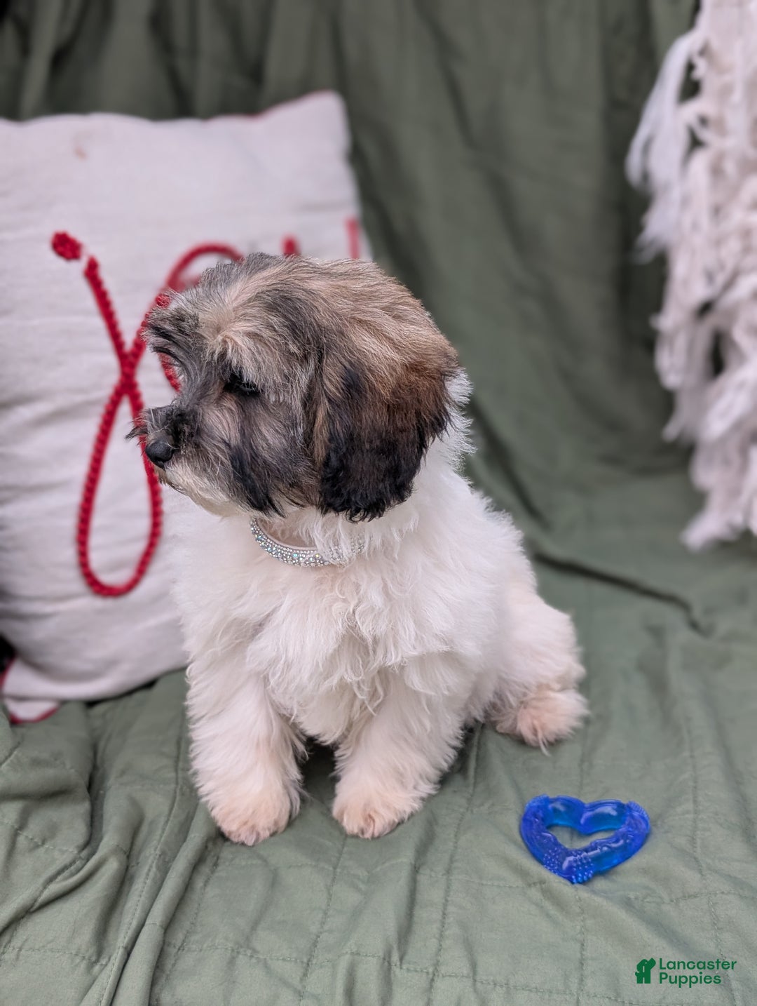 Havapoo dogs for sale: Sassy - Ad 3