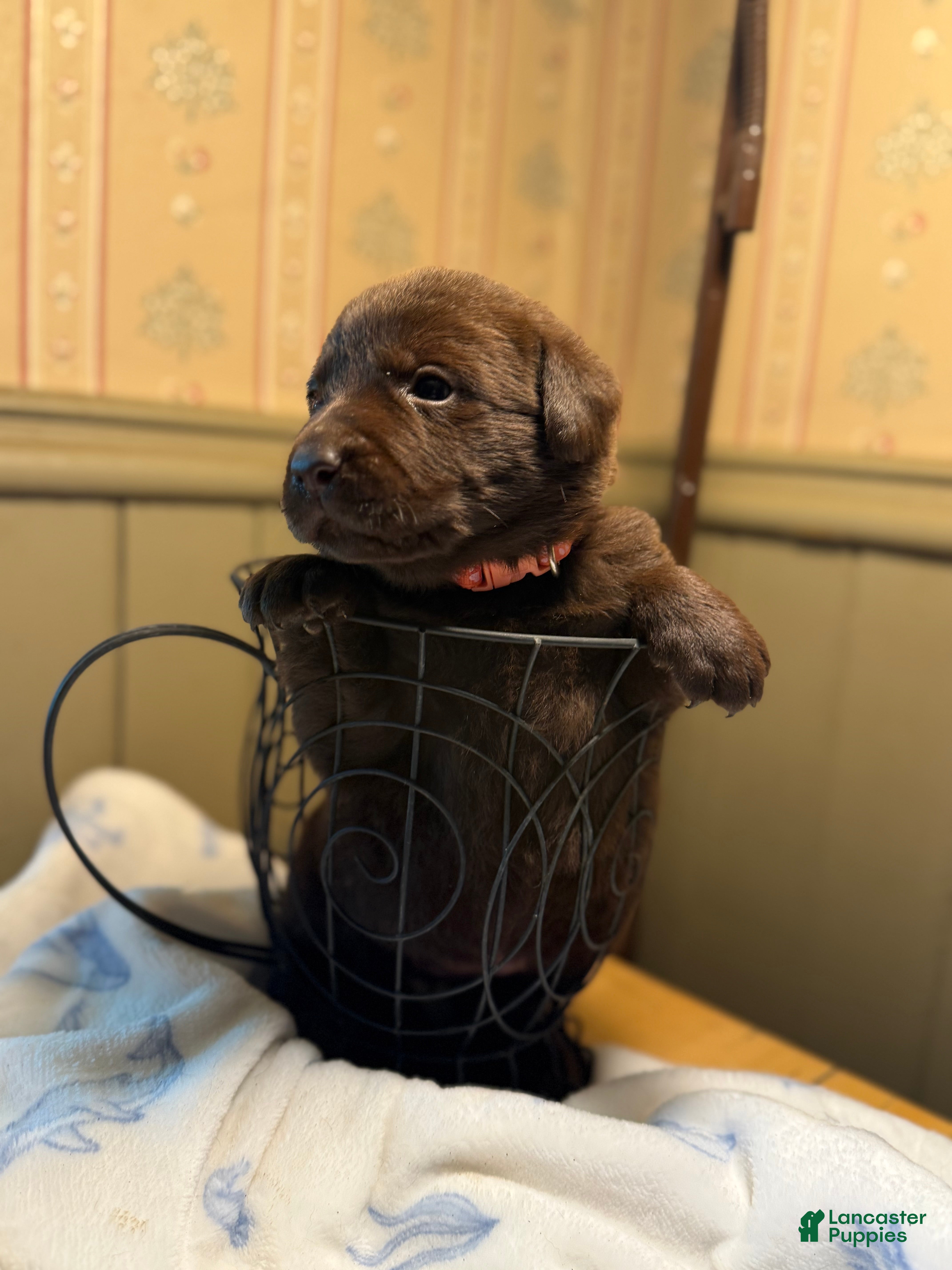 Labrador Retriever dogs Labrador Retriever Puppy 3 PINK TAG  - Ad 2