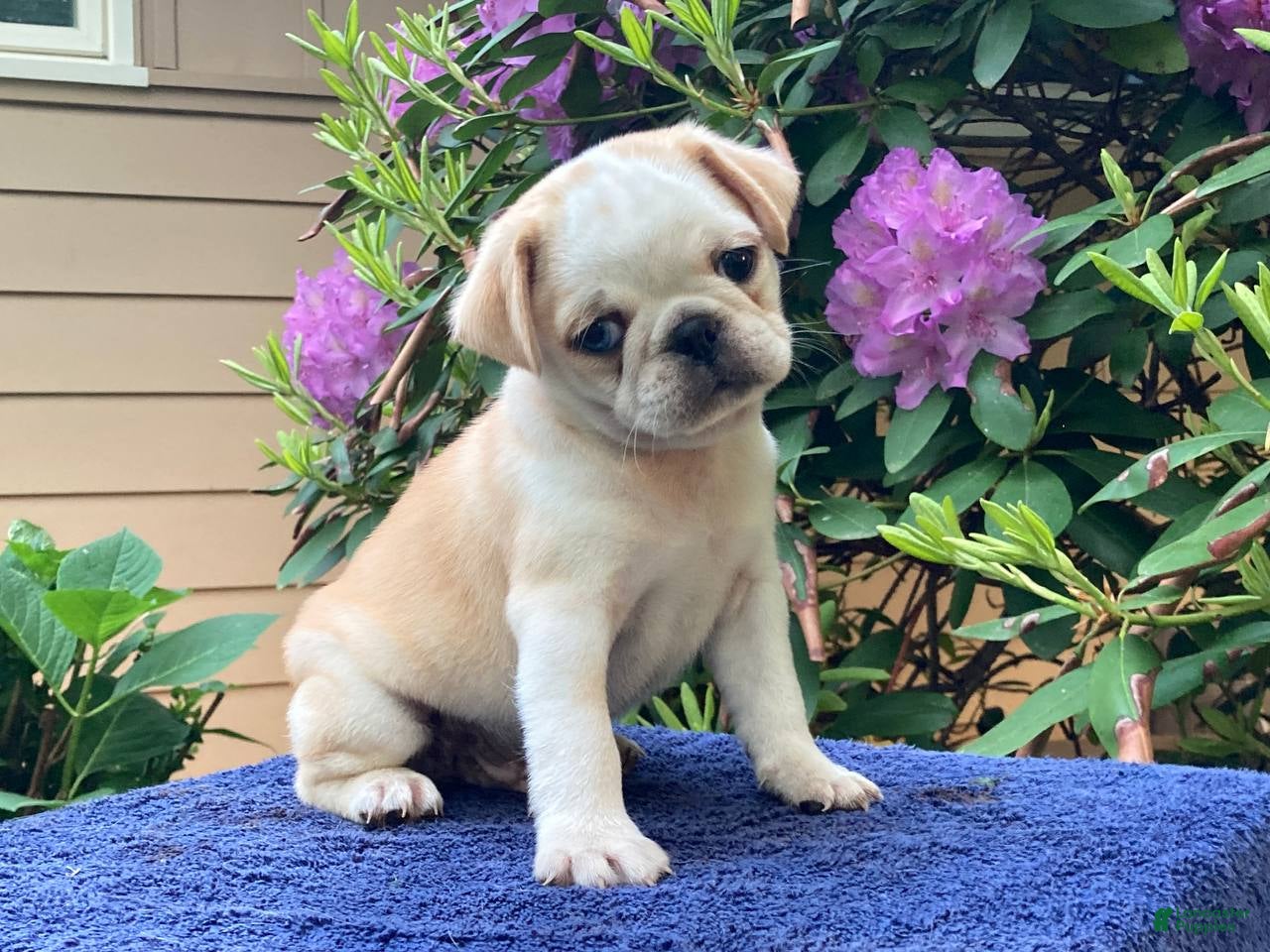 Pug dogs Duke  - Ad 1